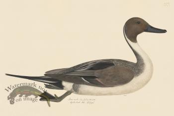 Rudbeck CFA 253 Northern Pintail